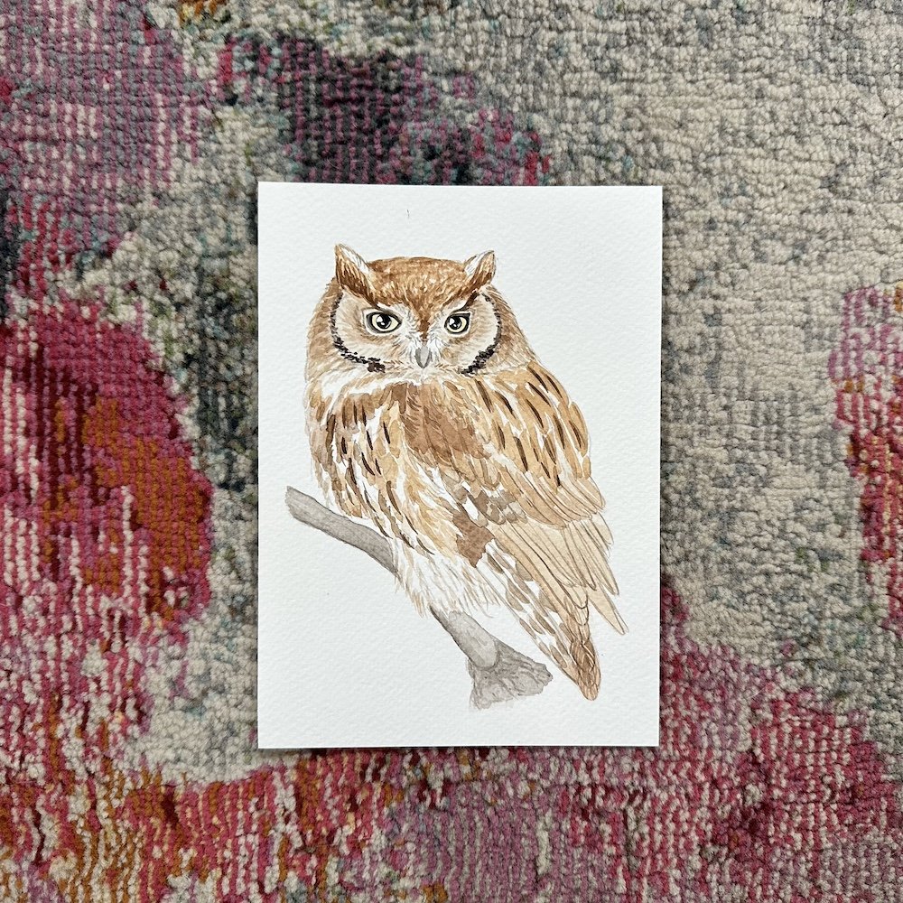 eastern screech owl.jpeg