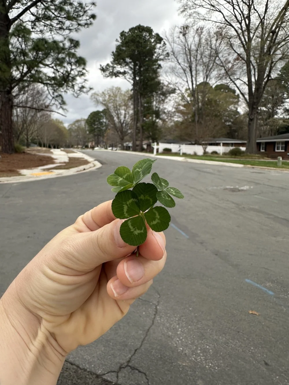 4 leaf clovers.jpeg