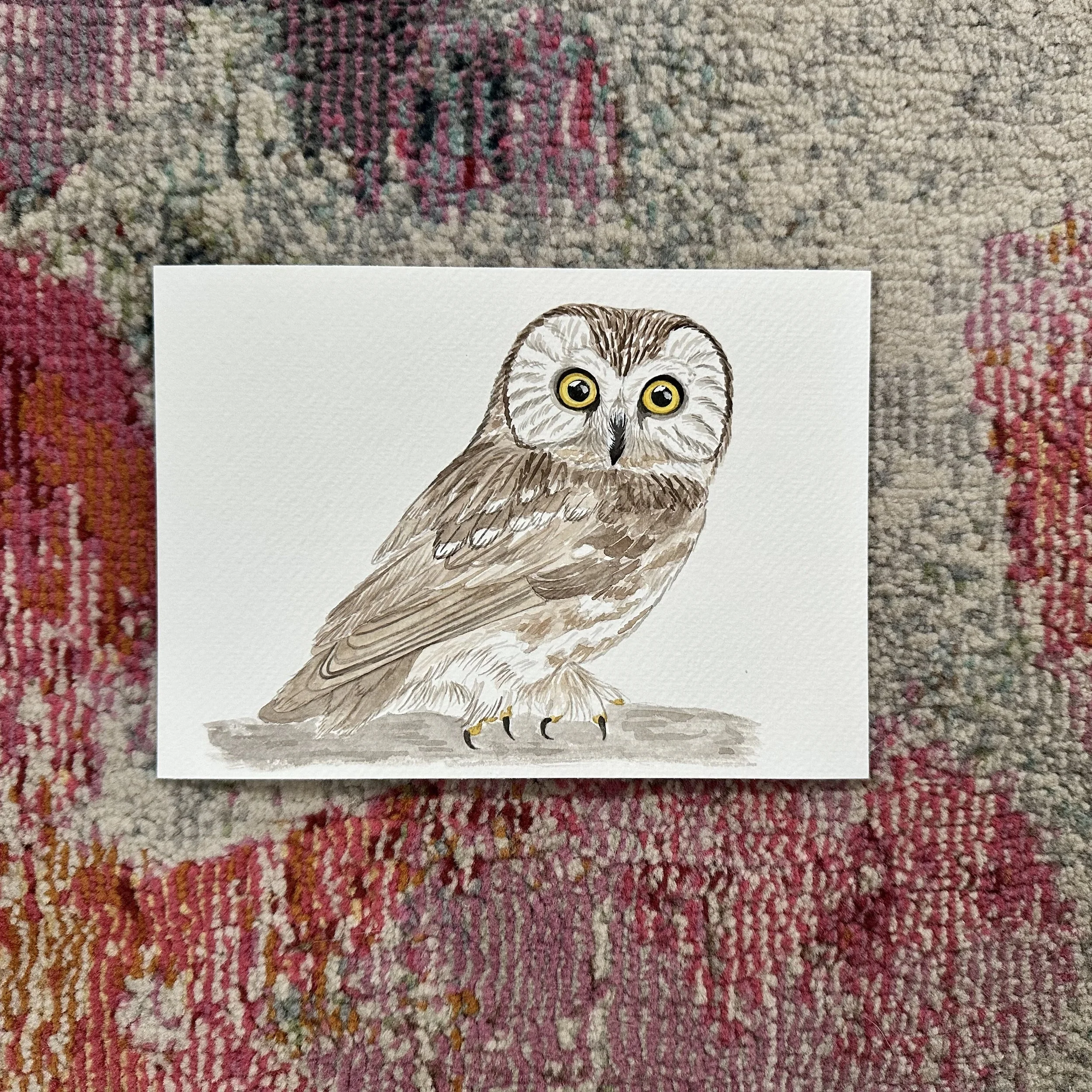 Saw Whet Owl  5x7