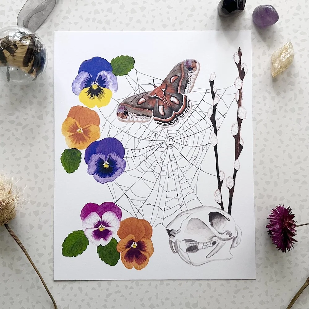 pansy web 1.jpeg