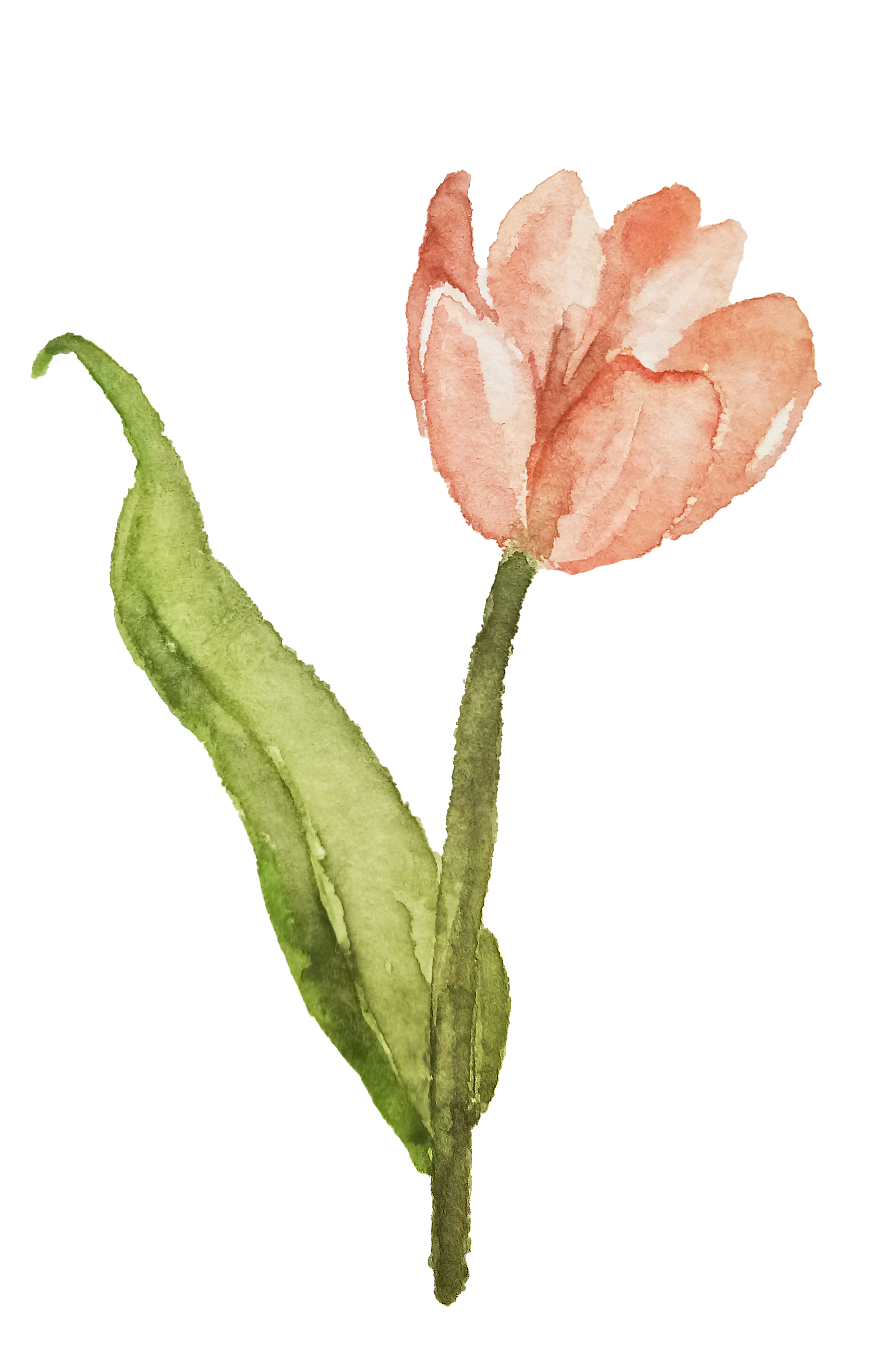 IanMikraz-Watercolor-Tulip-08.png