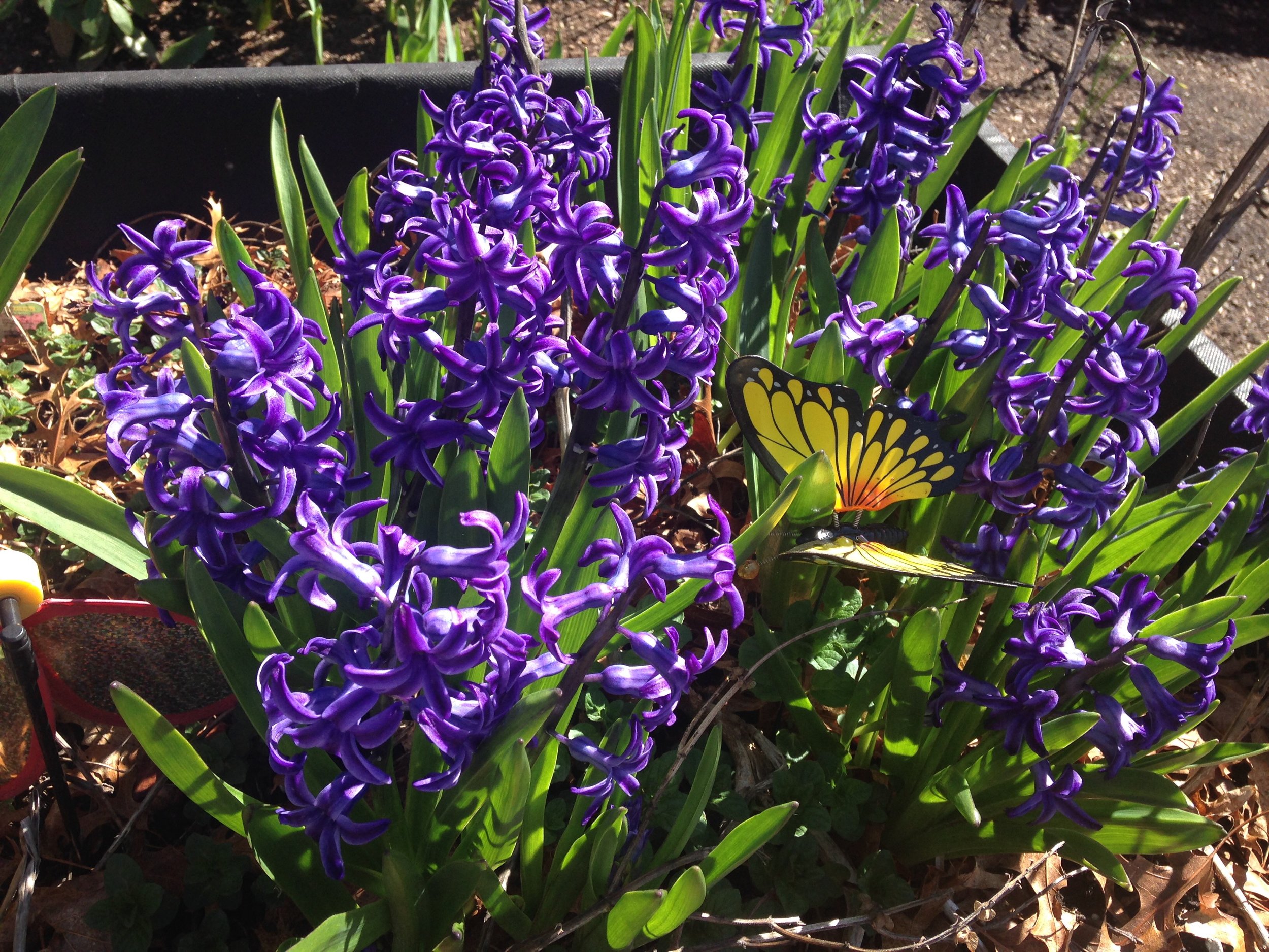 resident garden.jpg