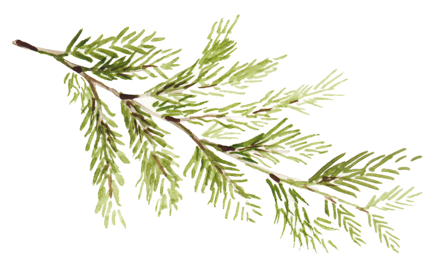 Cedar_sprig.png