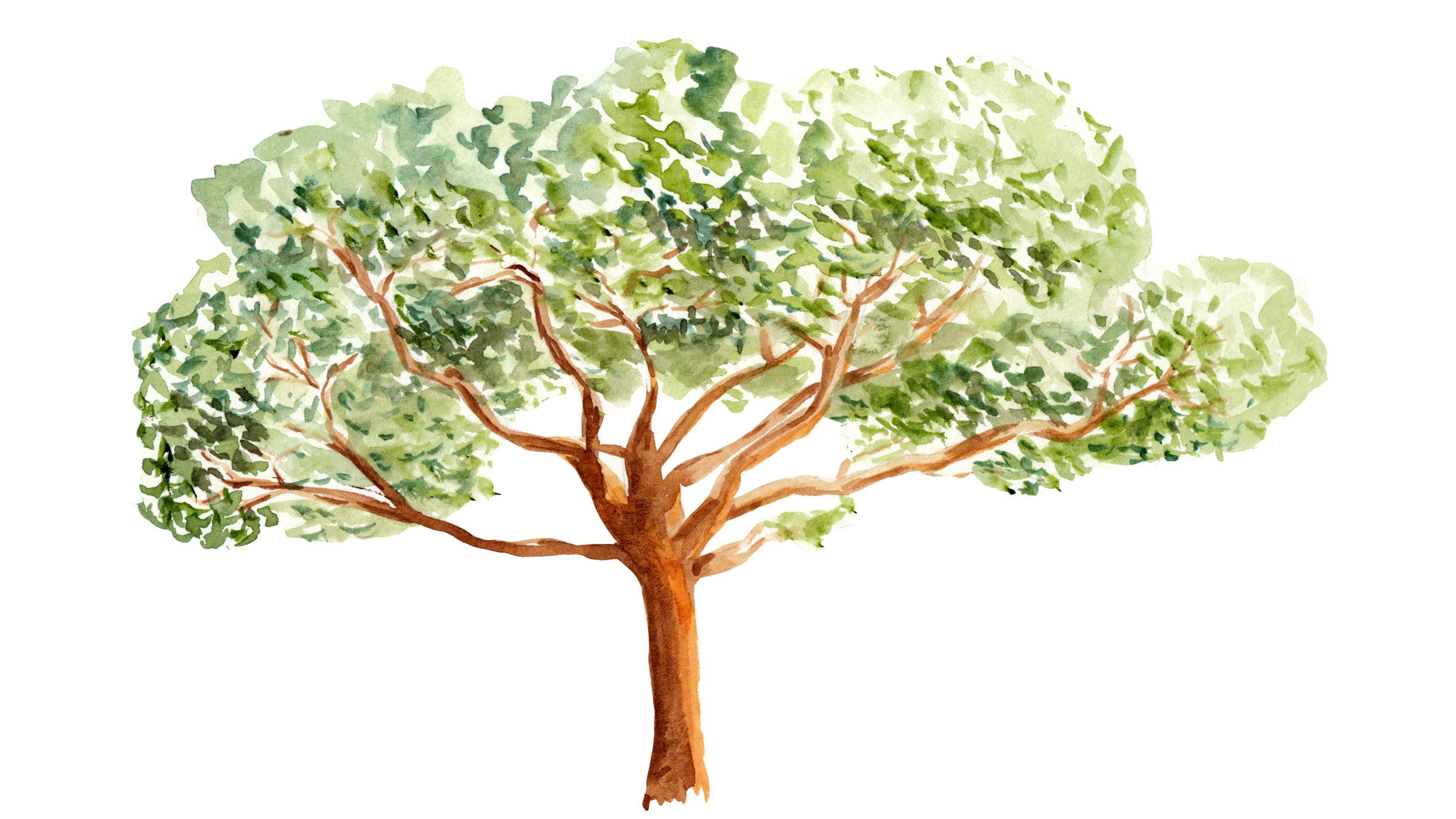 Kapoc_Tree.png