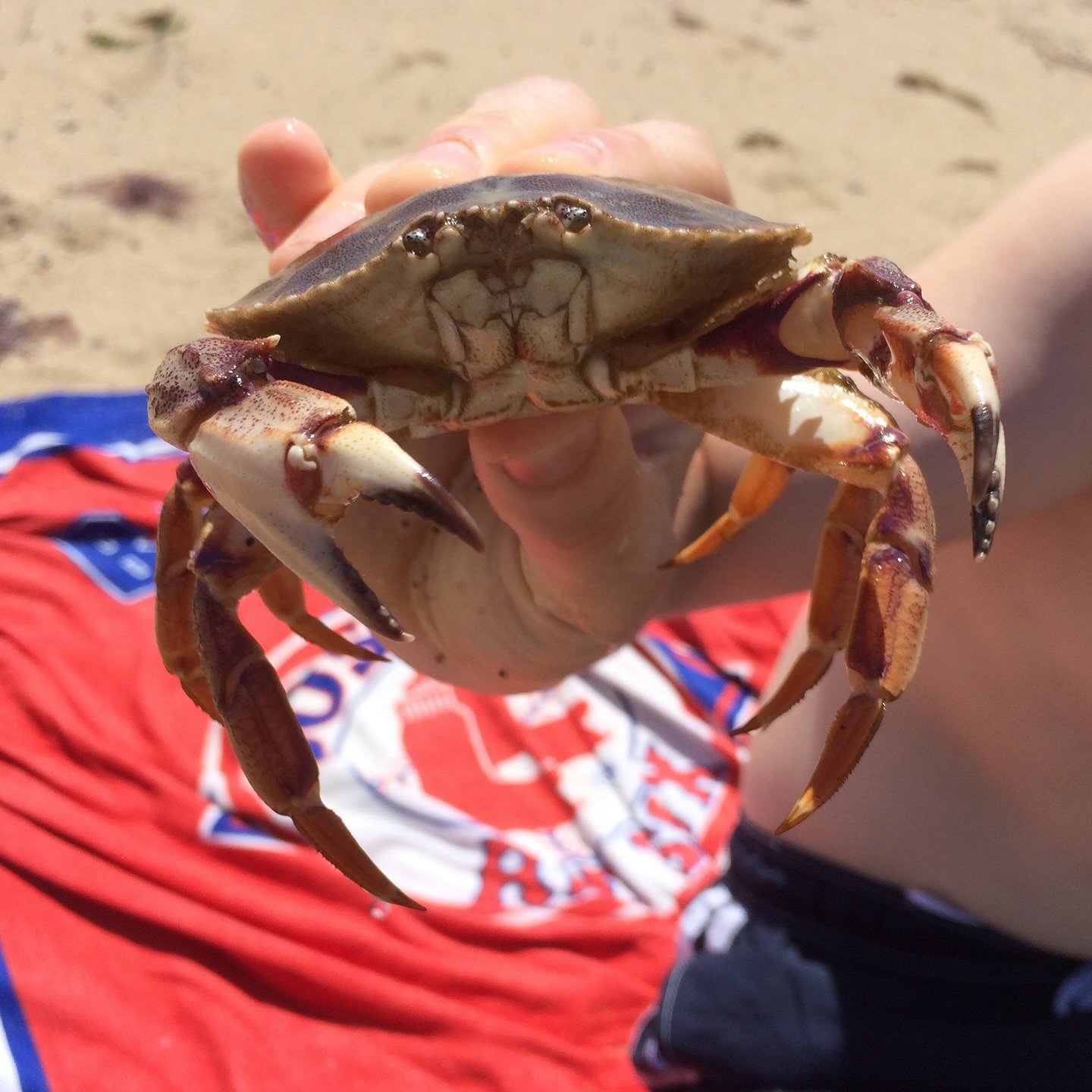 🦀