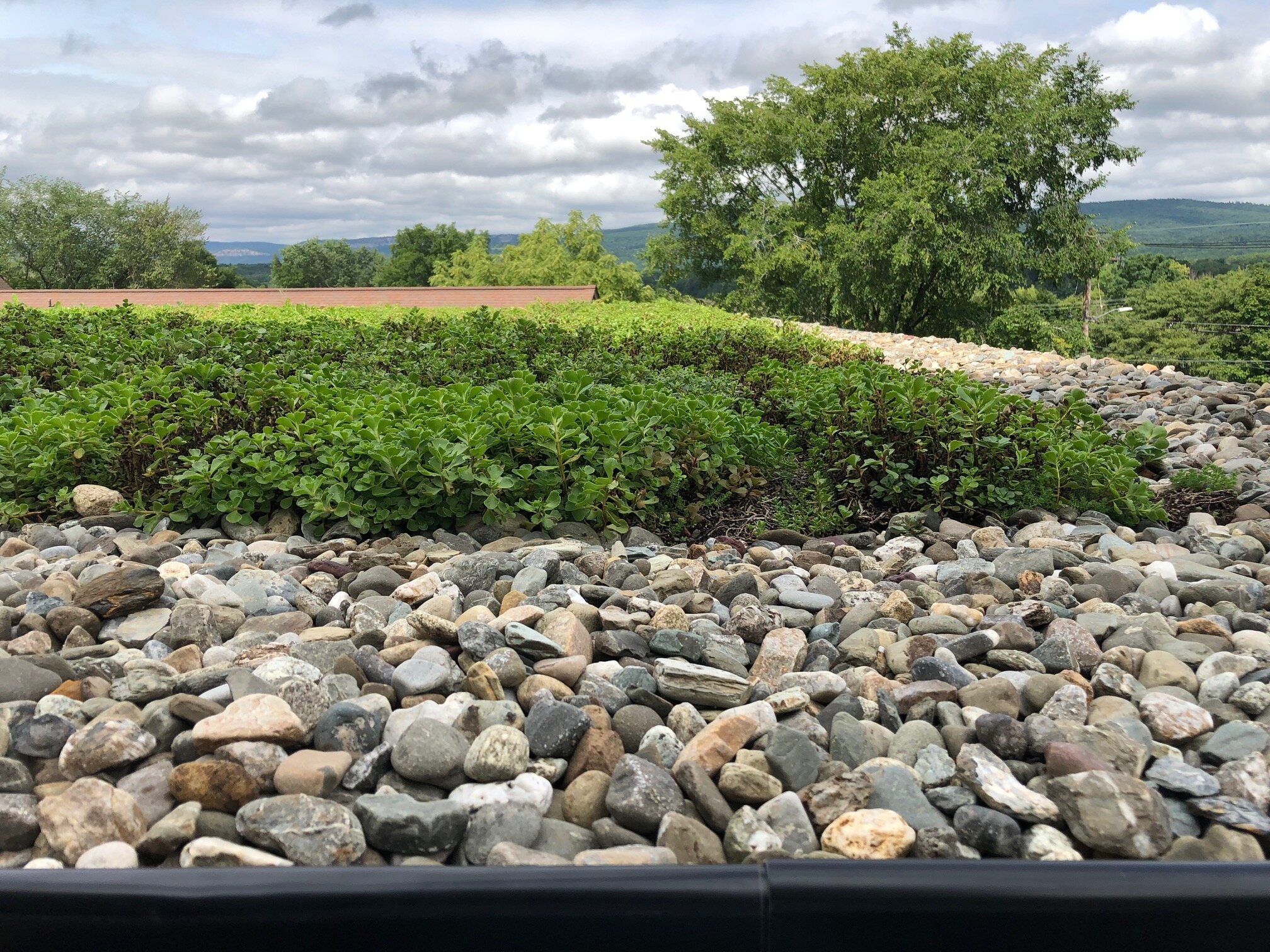 Denizen Green Roof 2.jpeg