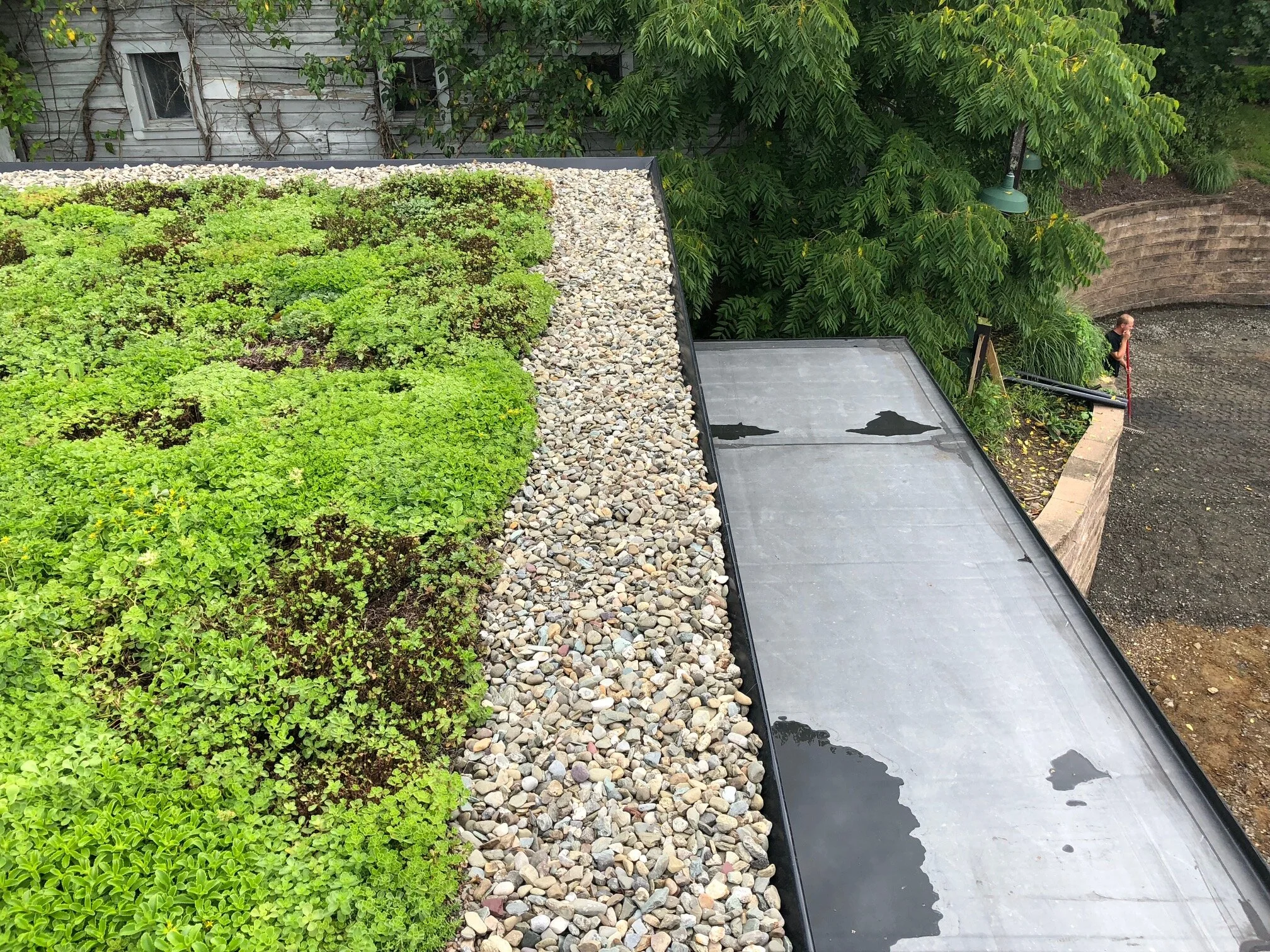 Denizen Theatre Green Roof.jpeg