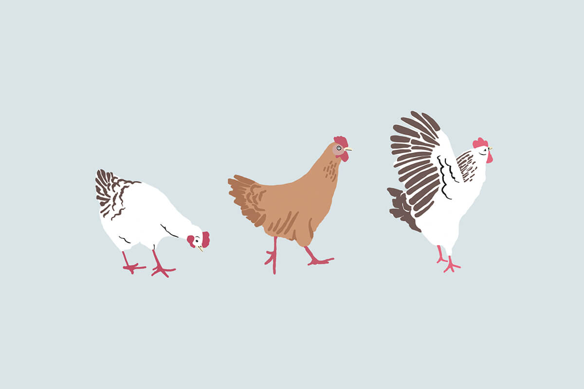 Hens_LR.jpg
