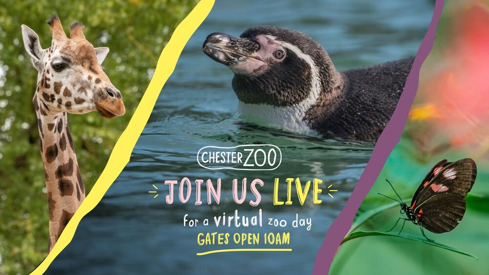 Chester Zoo live tours