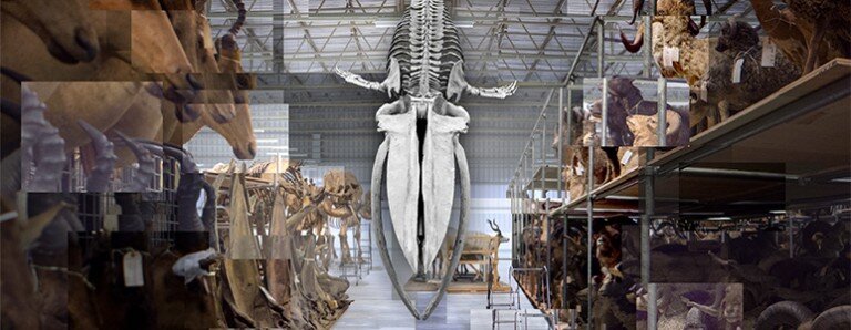  The natural history museum offers ways to explore their museum online   