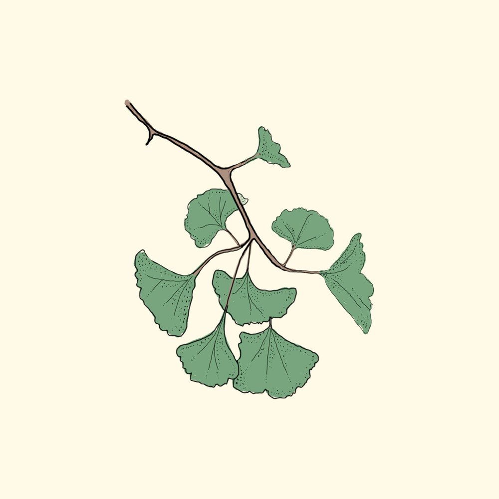 ginkgo illustration.jpg