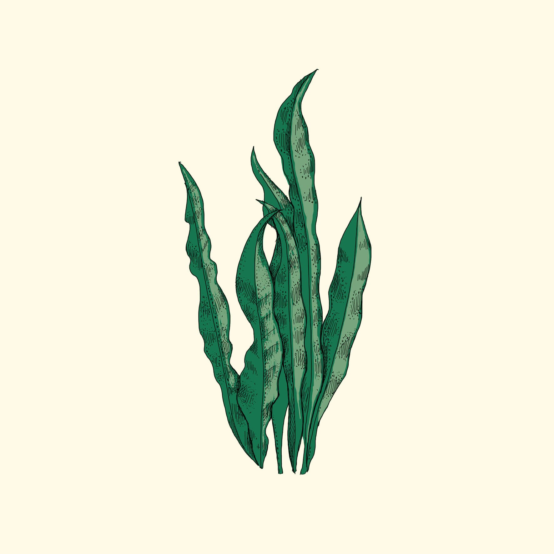 harts tongue fern illustration.jpg