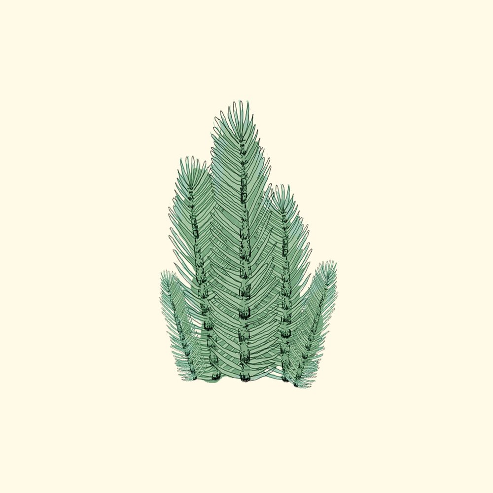 horsetail grass illustration.jpg