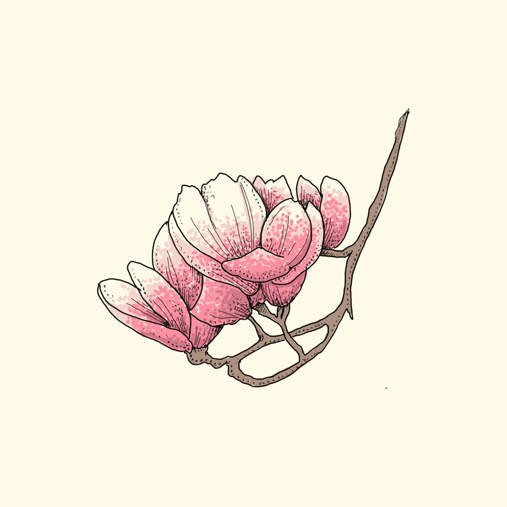 magnolia illustration.jpg