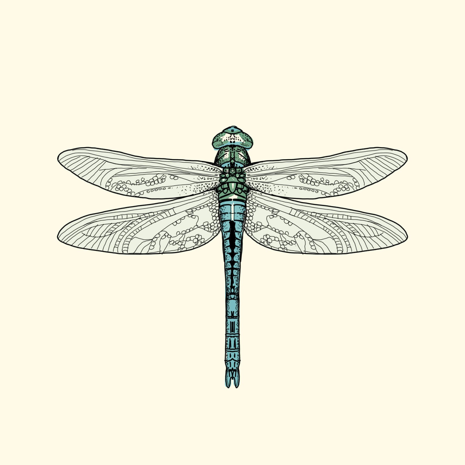 dragonfly illustration.jpg