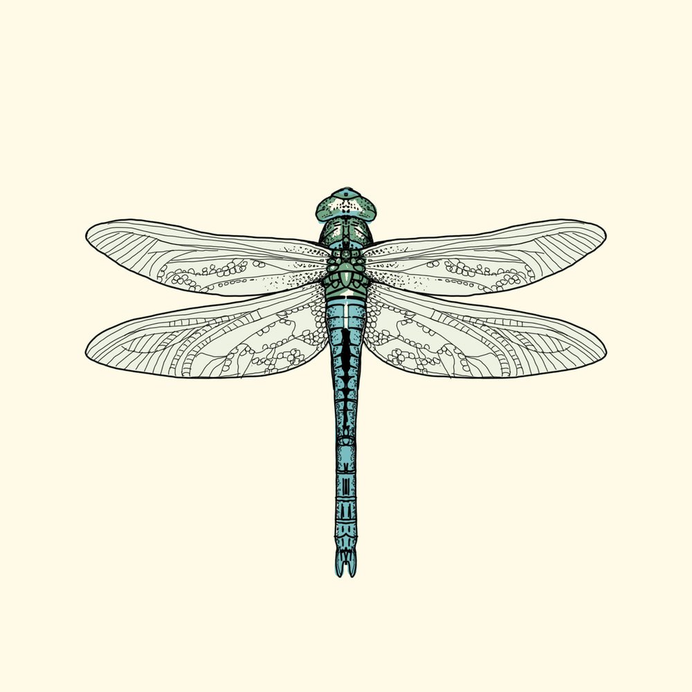 dragonfly illustration.jpg