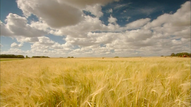 field-of-wheat_med.png