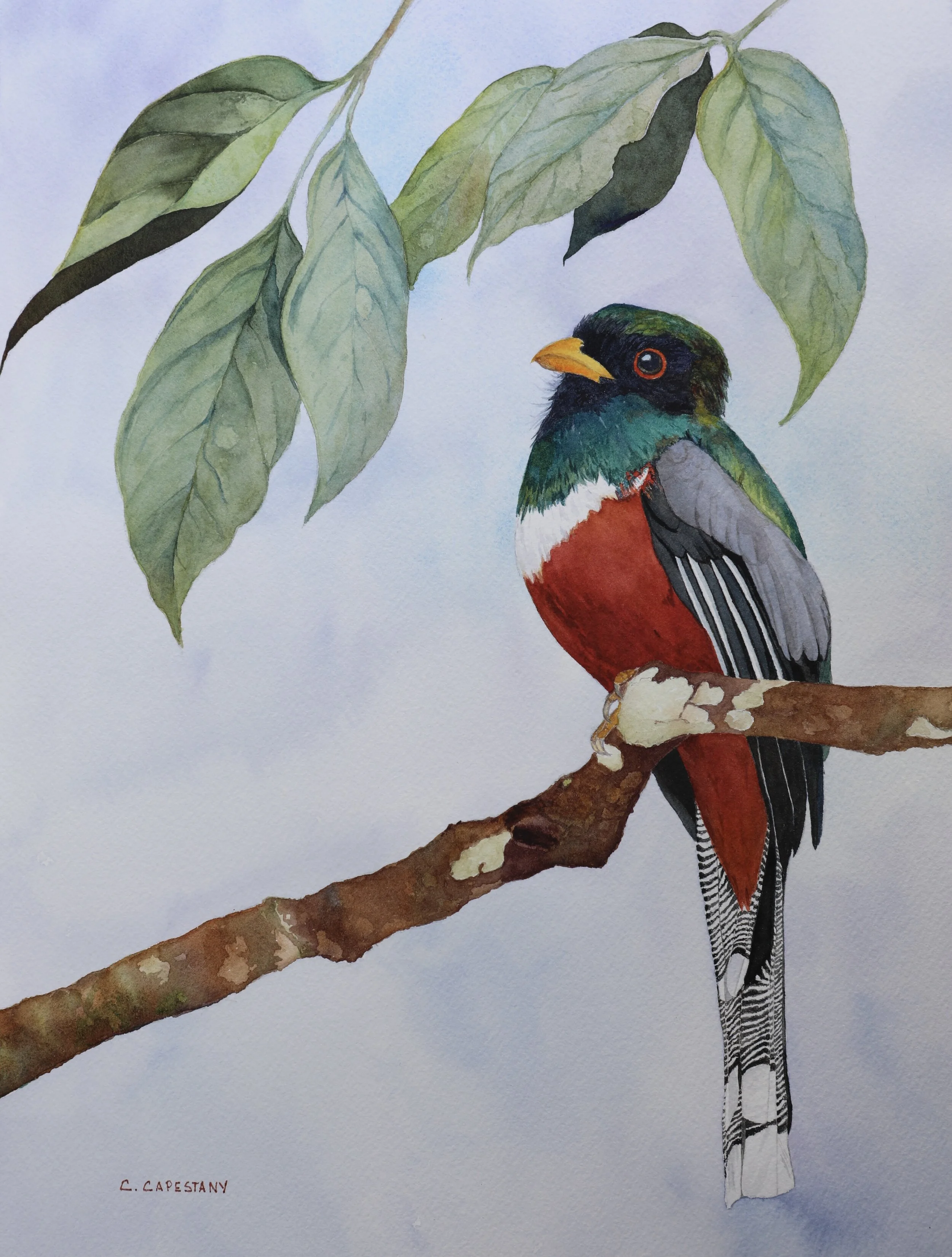 Masked Trogon