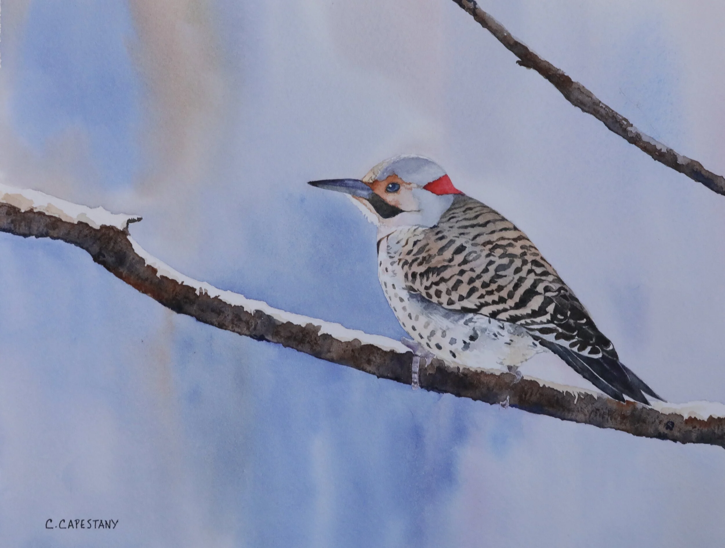 Northern Flicker