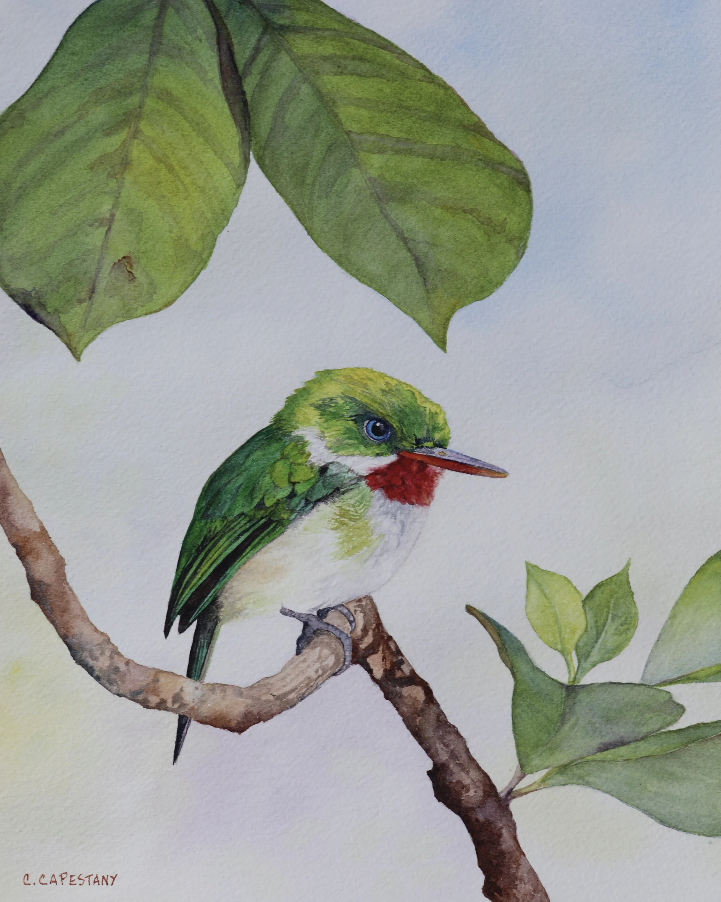 Puerto Rican Tody Bird