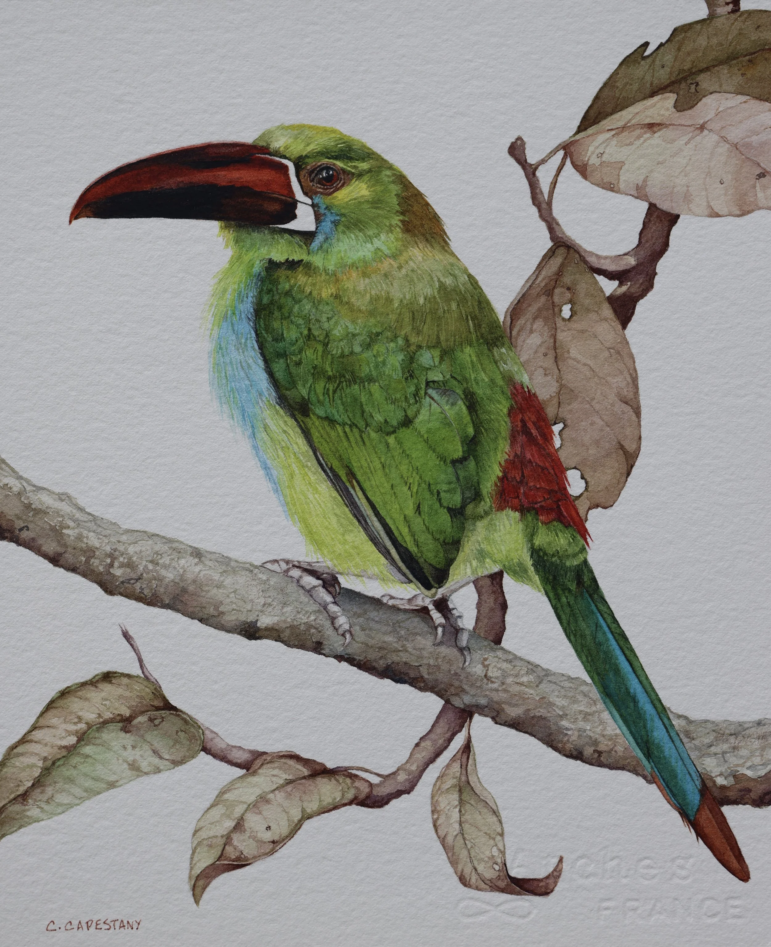 Toucanet