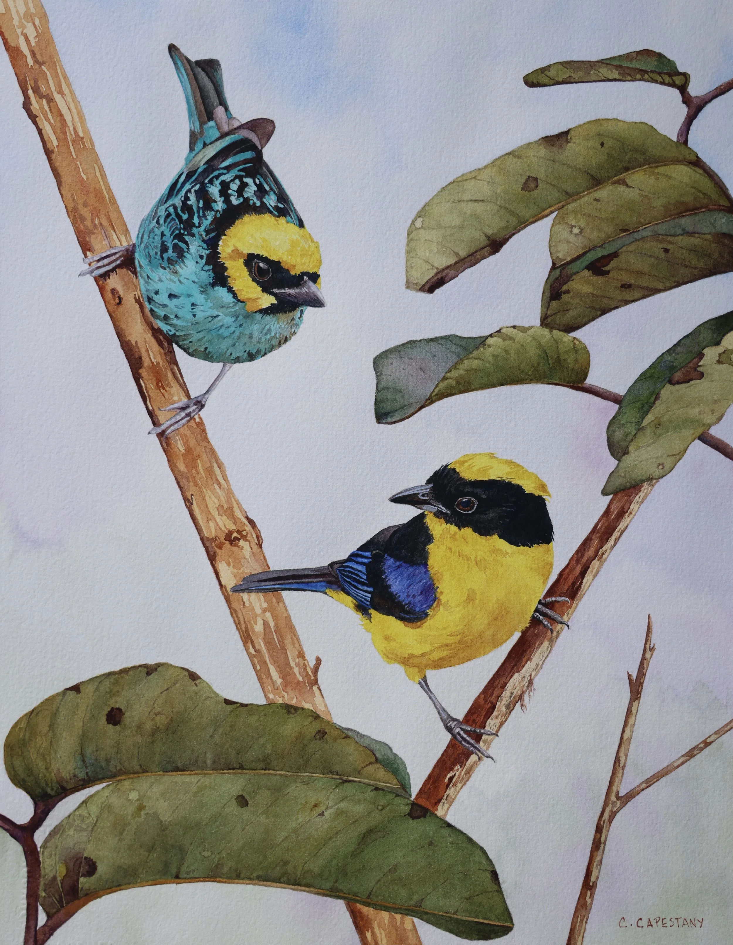 Songbirds of the Andes