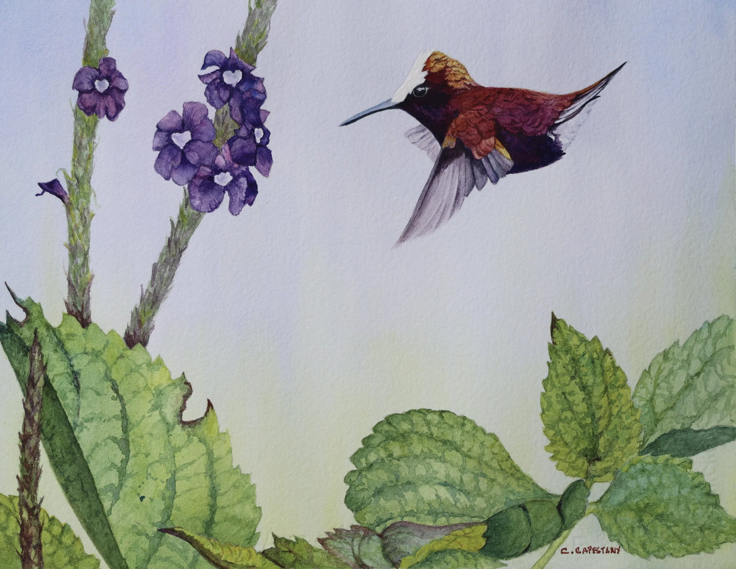 Snowcap in the Garden