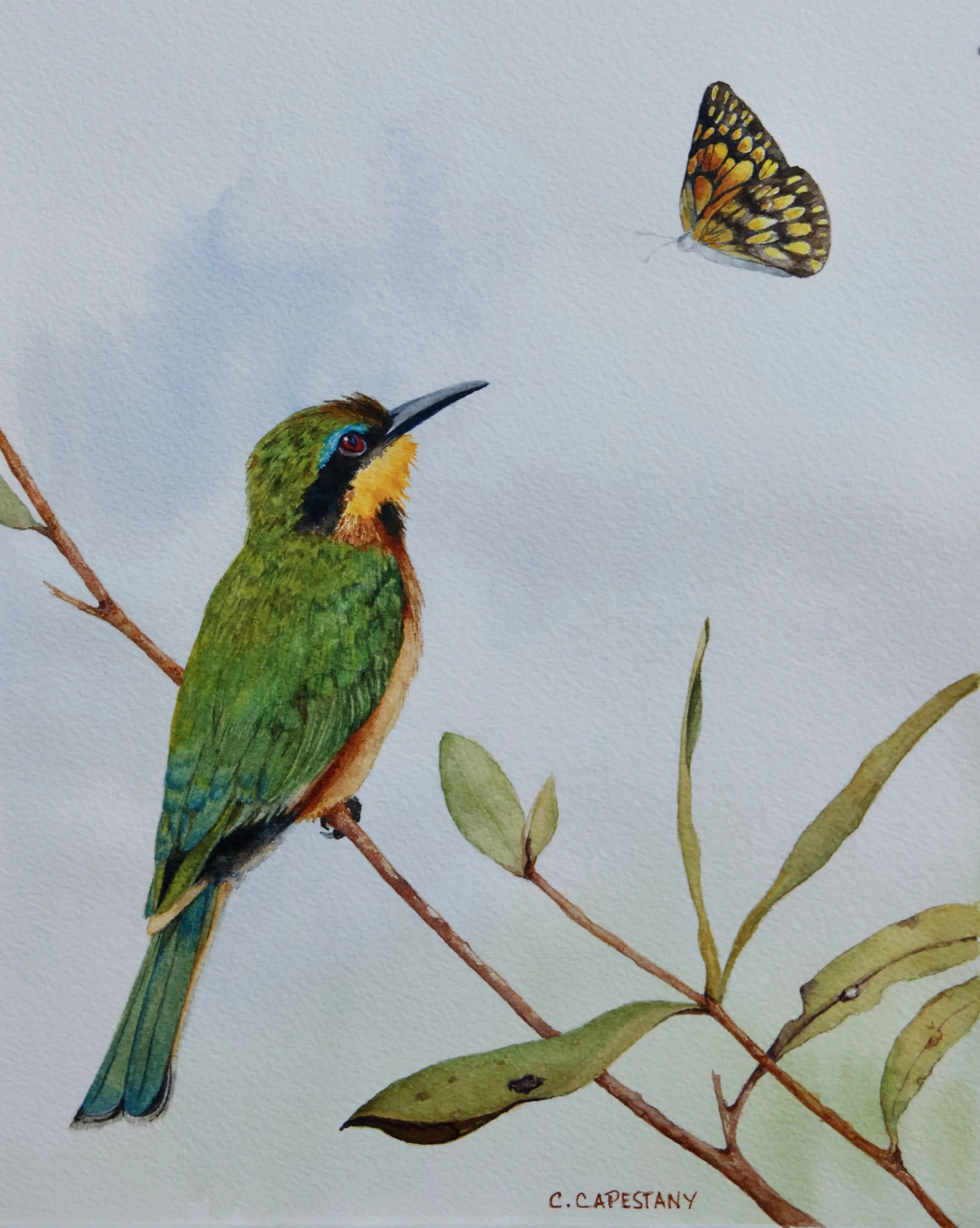 Little Bee-eater and the Butterfly 
