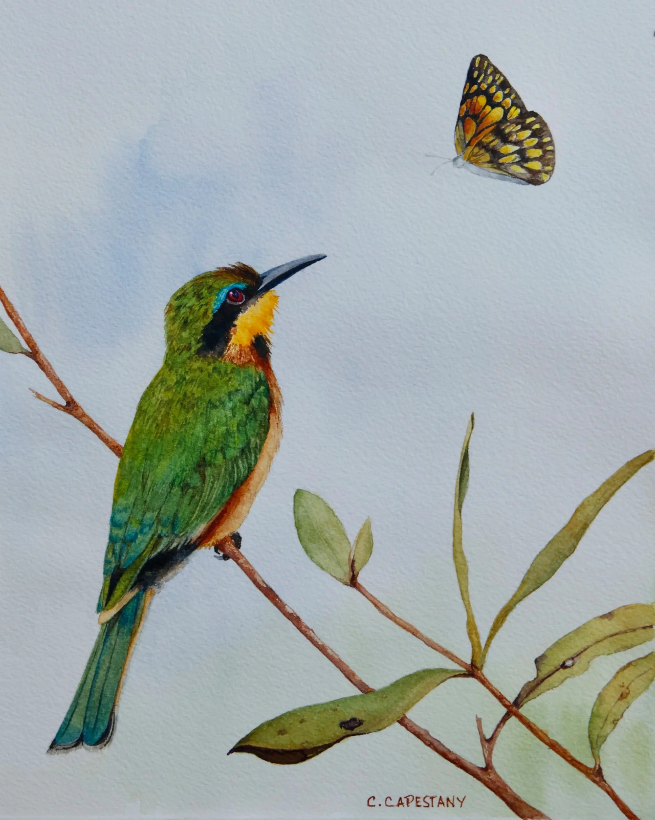 Little Bee-eater and the Butterfly 