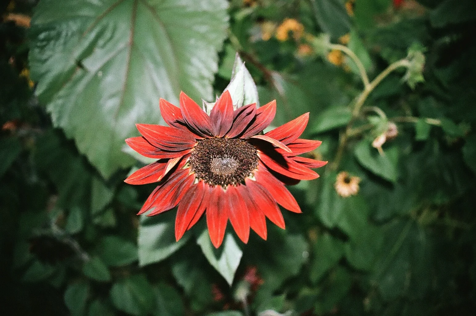 Red Sunflower