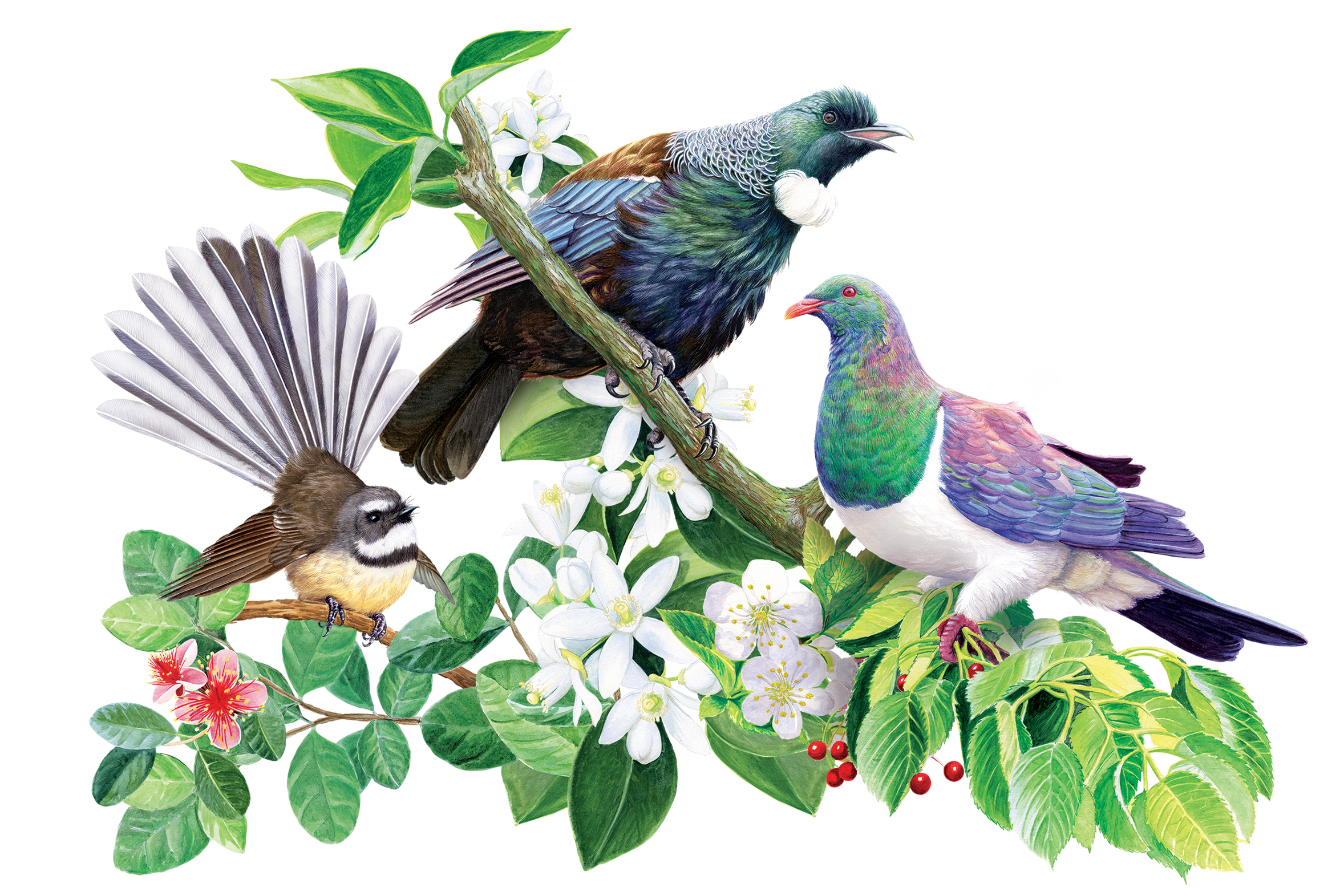 Birds-for-Catalogue.png