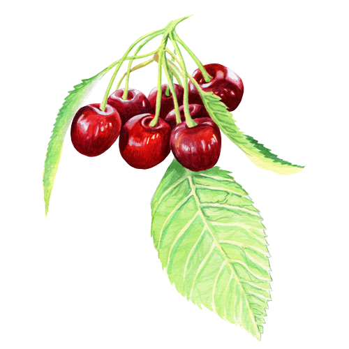 Cherry-fruit-close-up-cc.png