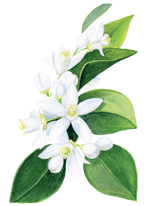 sweet-orange-flower-1.png
