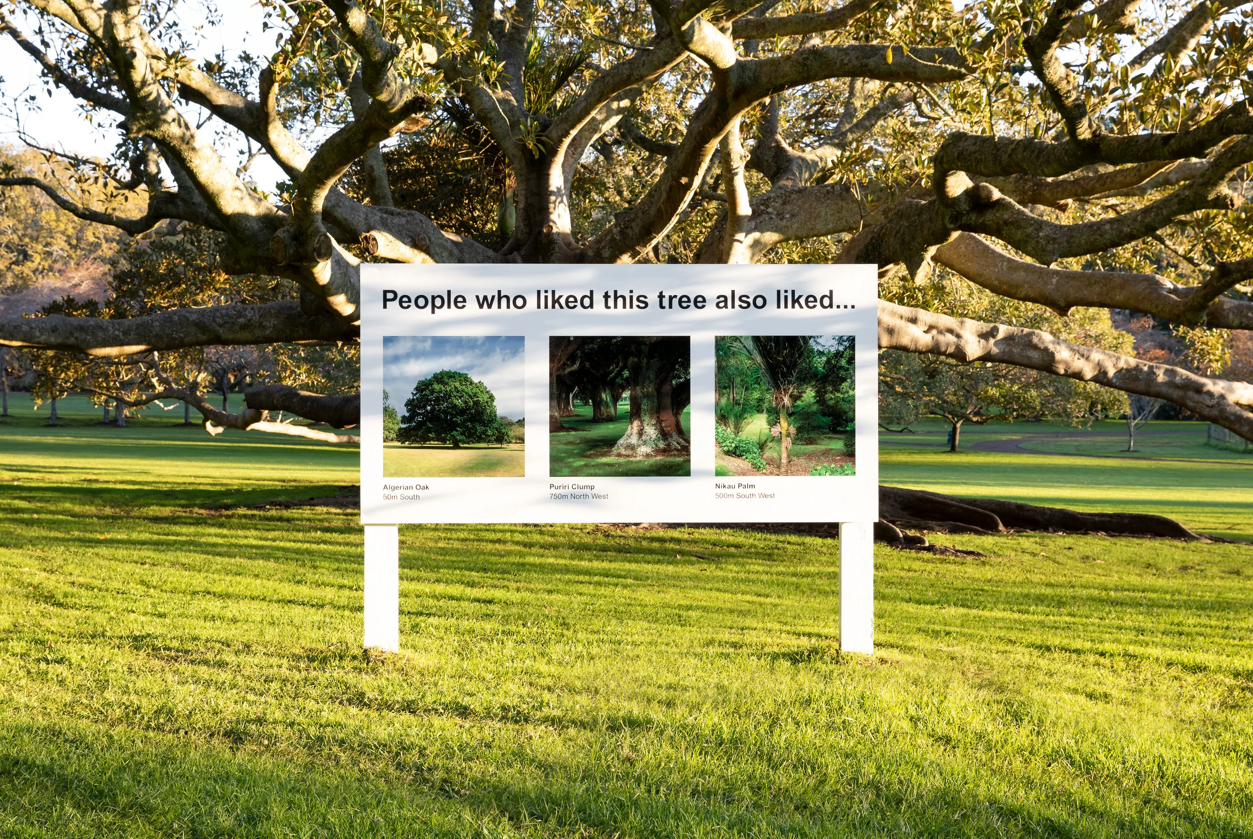 Tree - Commission by Cornwall Park