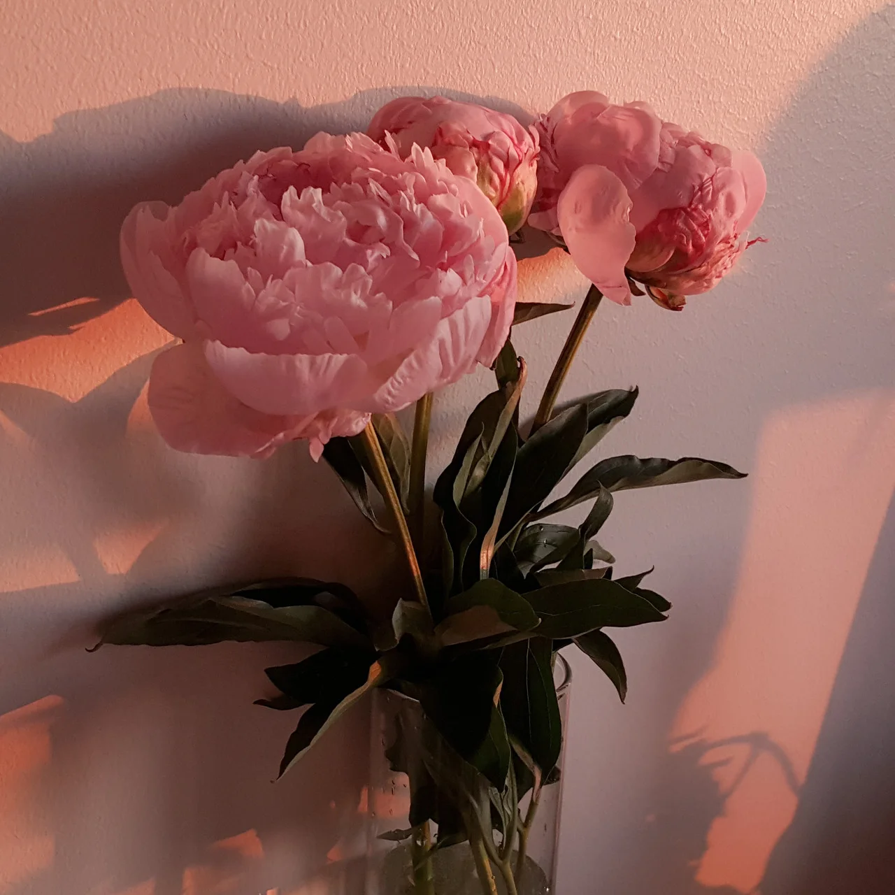 peony.jpg