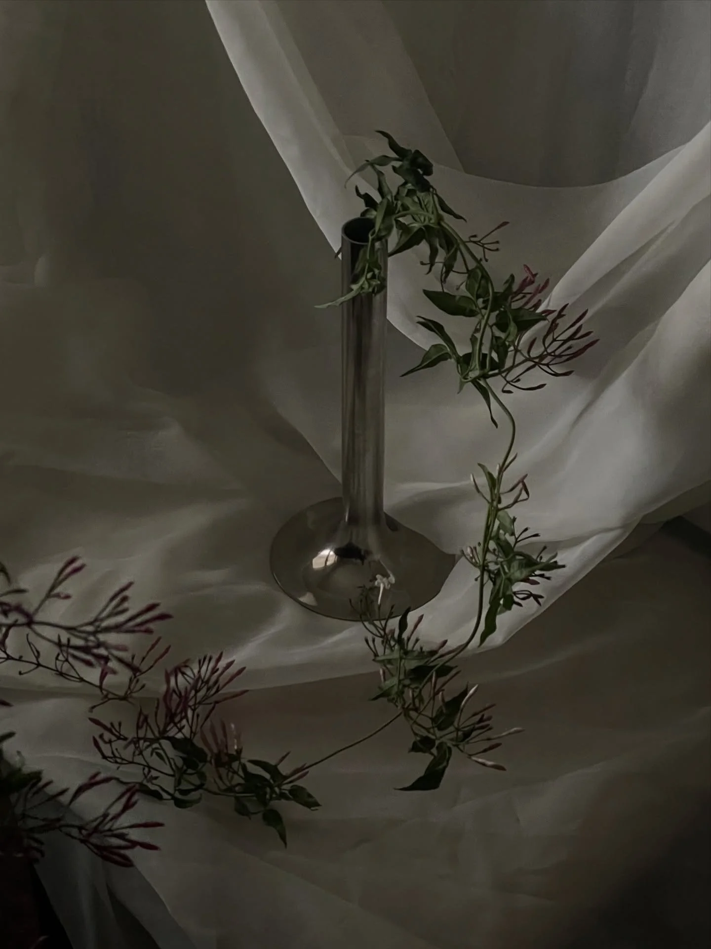 featuring flowering jasmine vine, for @alexandramannjewelry