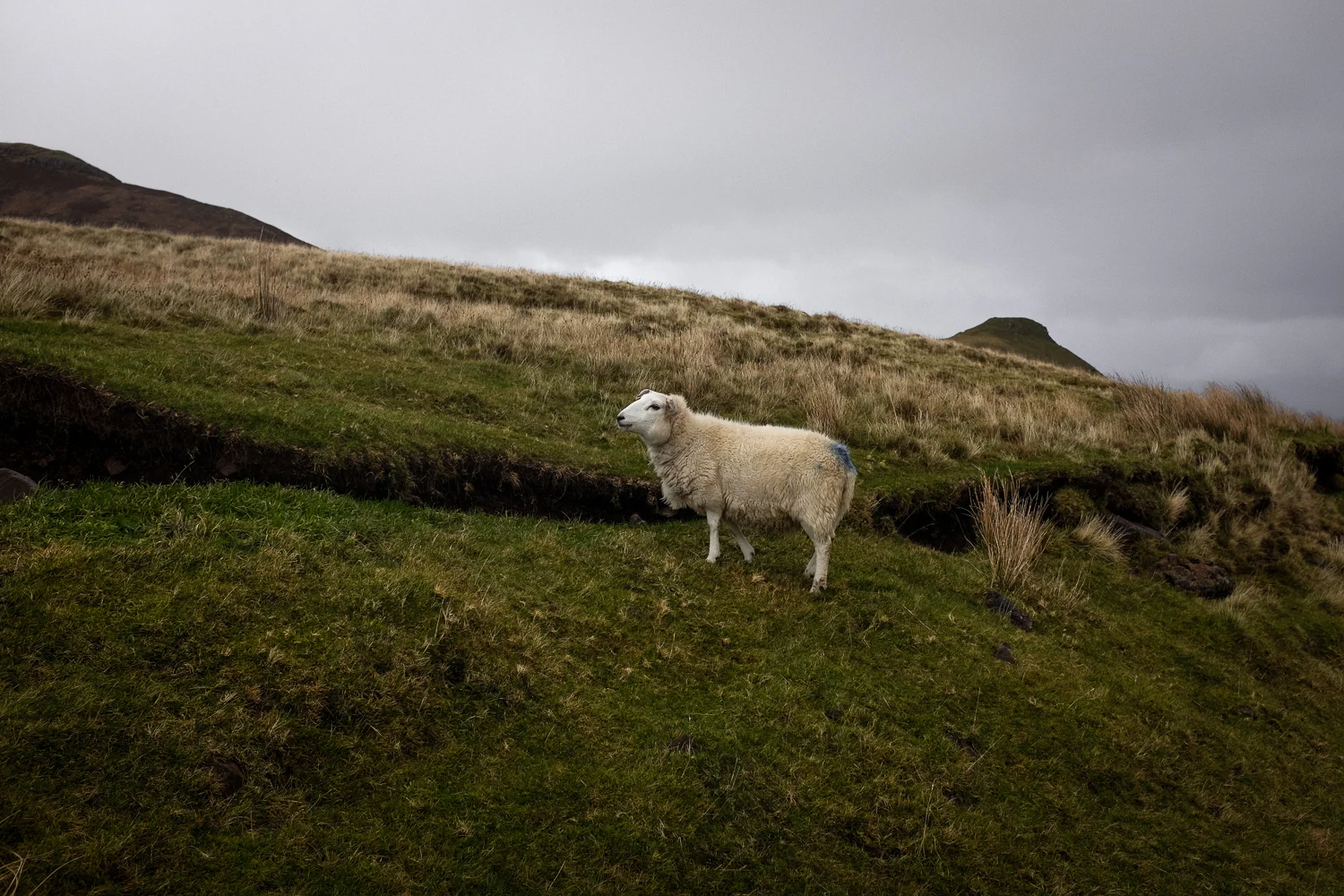 Scotland-201.jpg
