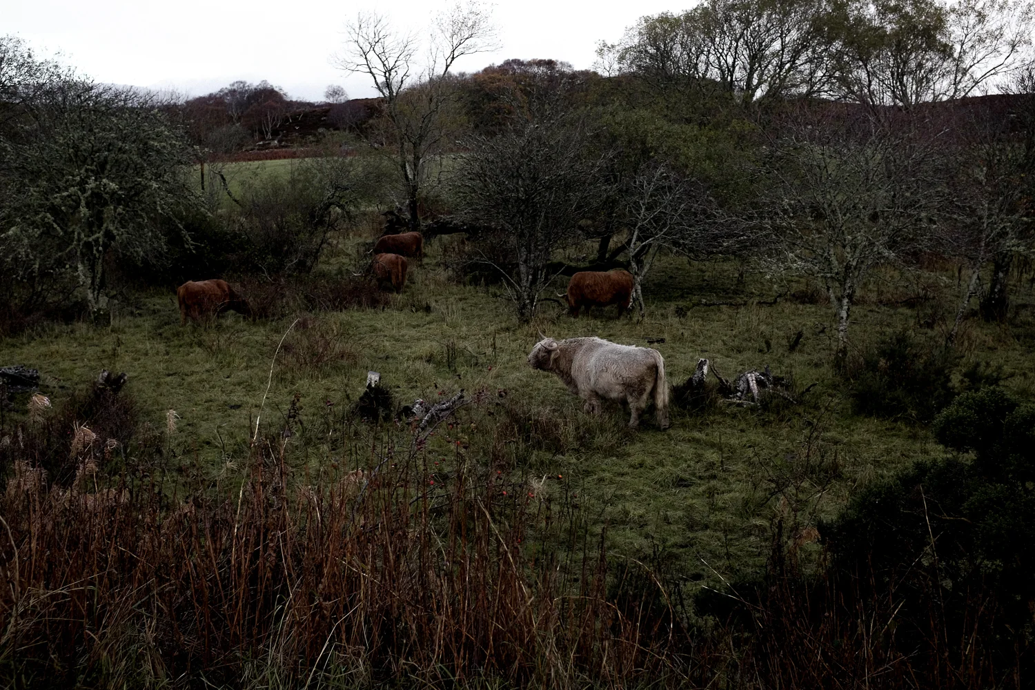 Scotland-242.jpg