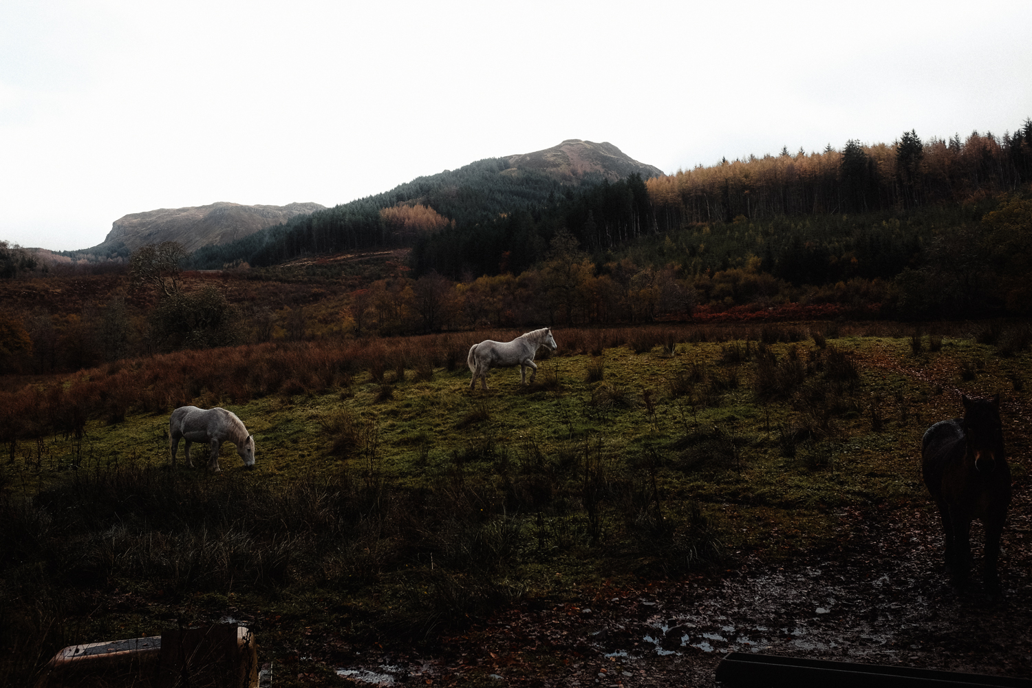 Scotland-258.jpg