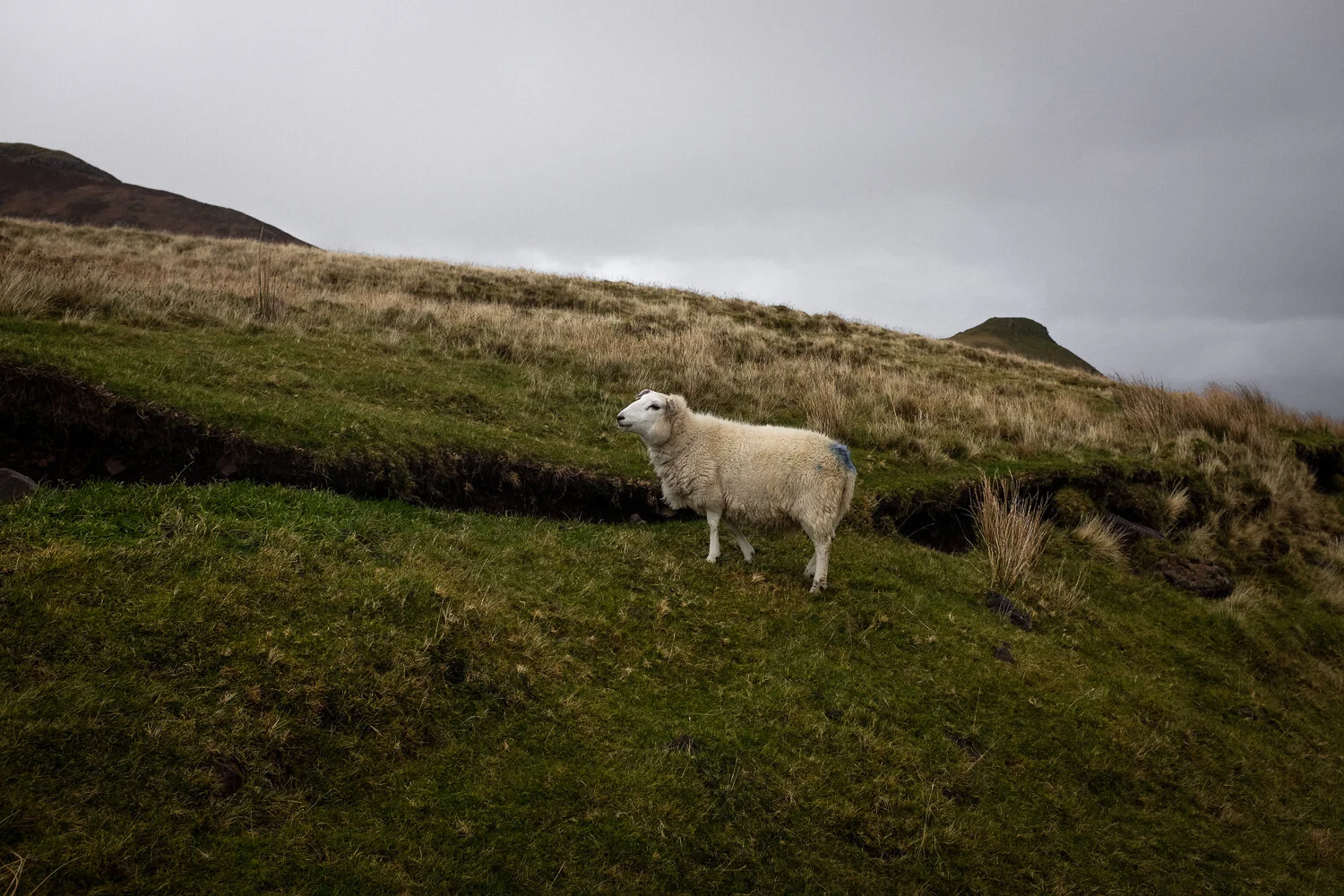 Scotland-201.jpg