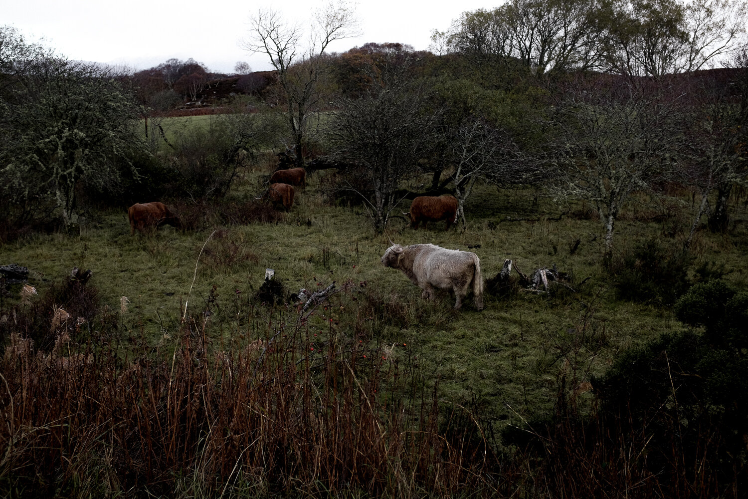 Scotland-242.jpg