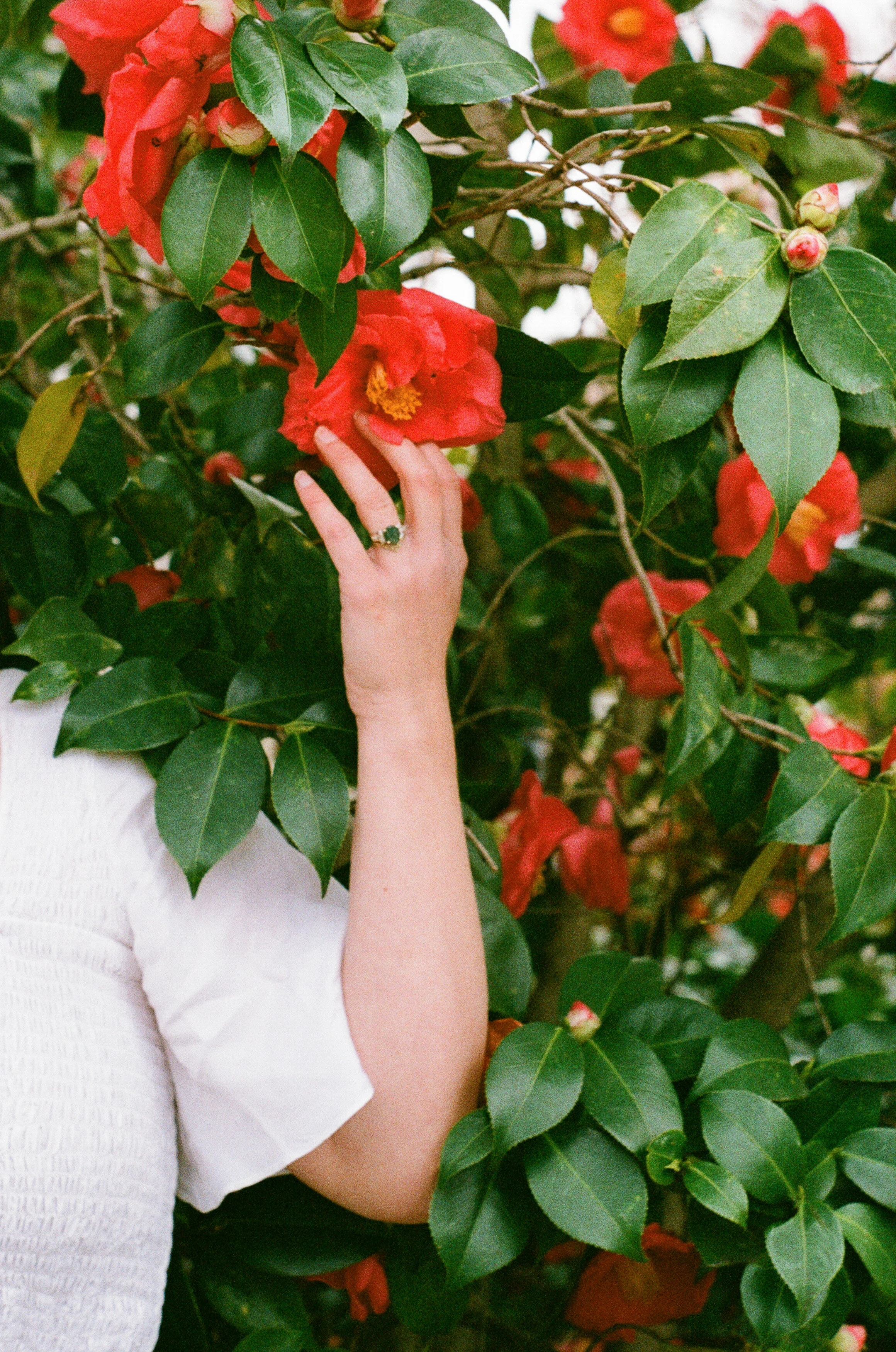 Sarah Camellias Film-JTS-19.jpg