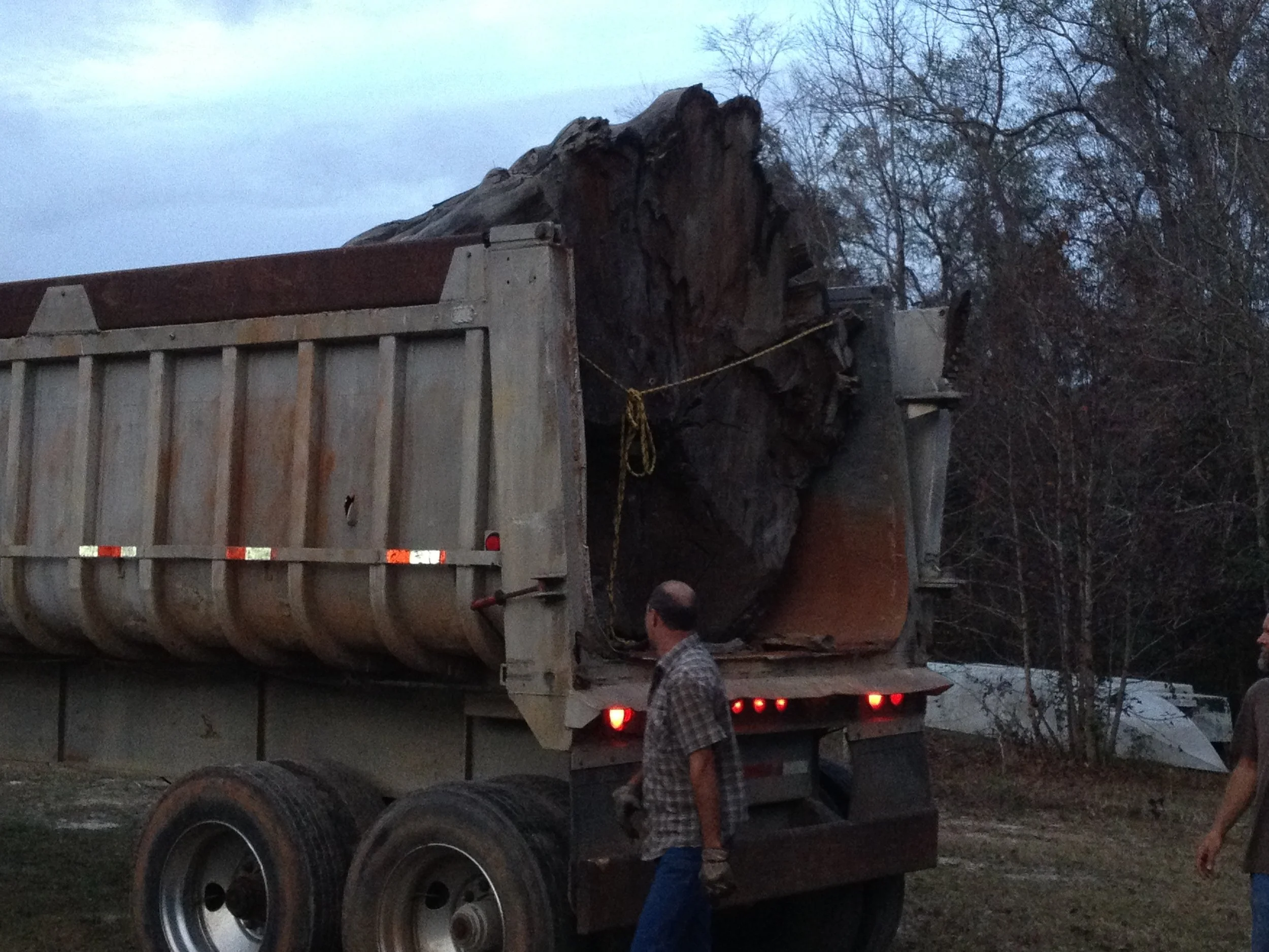 The big log being transported by a large truck