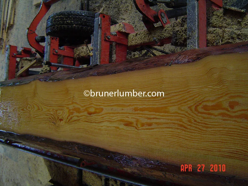 Sinker Pine 006.jpg