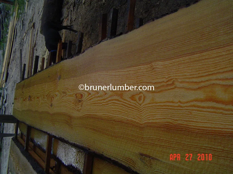 Sinker Pine 011.jpg
