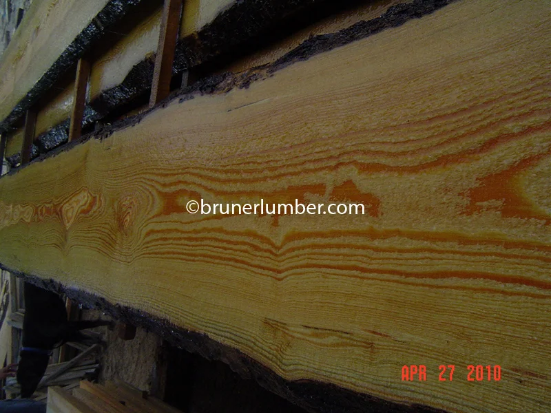 Sinker Pine 012.jpg