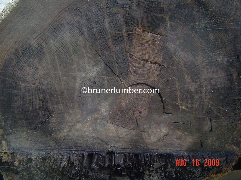 Sinker Pine Log 007.jpg
