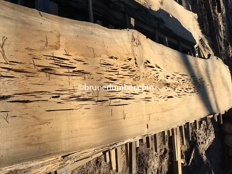 Pecky Sinker Cypress 051.jpg