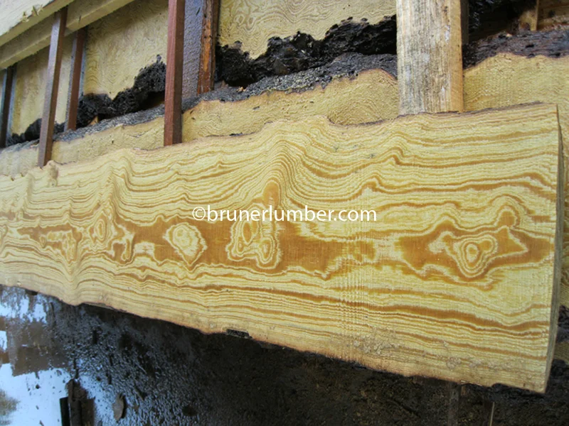 Curly Sinker Pine 021.jpg