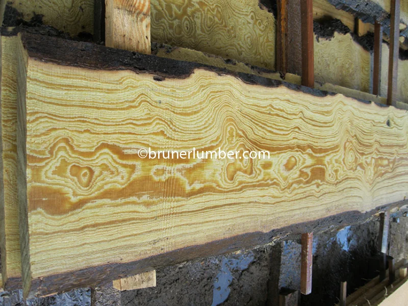 Curly Sinker Pine 020.jpg
